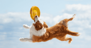 dogs in the cloud_OG