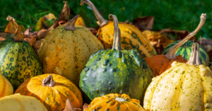 mas seq harvest gourds_OG