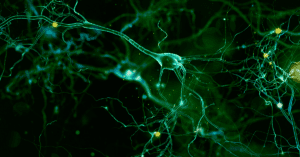 neurodev_spotlight_OG