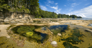 Tide_pool